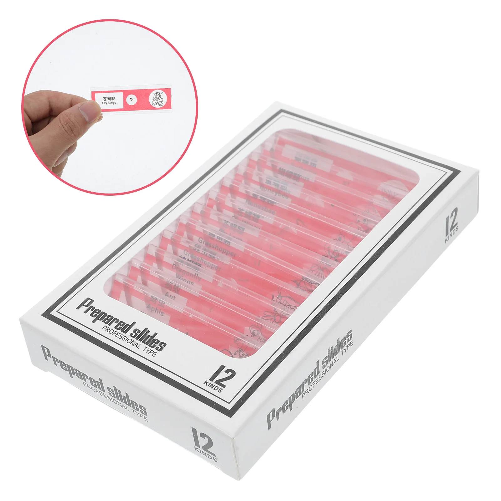 

12pcs Biology Prepared Slides Set Insect Specimens Microscope Samples For Education Lab Research Individual Packaging Clear