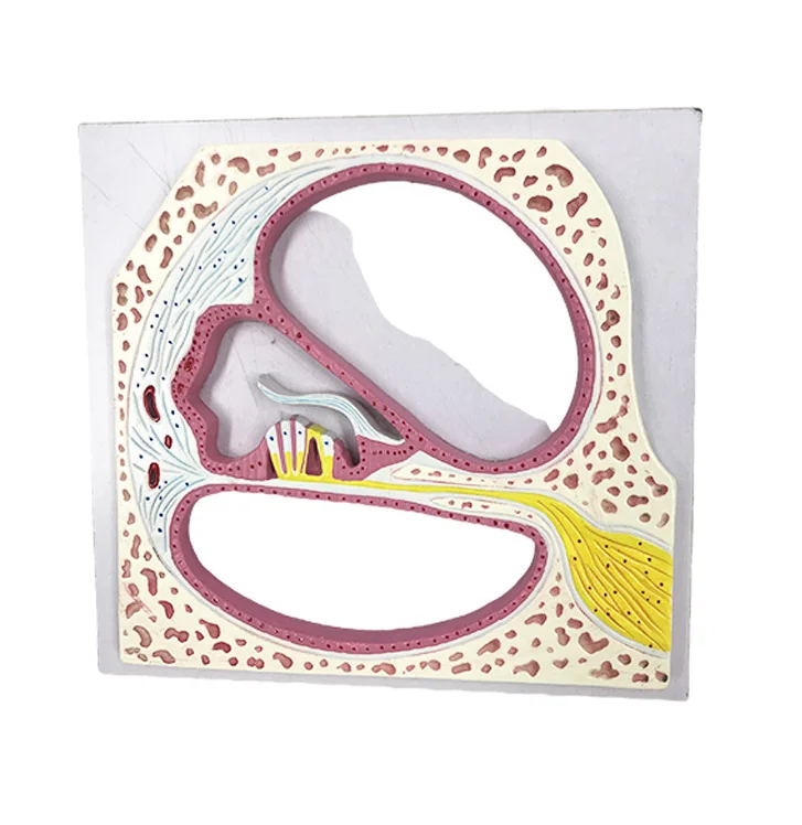 

Cochlear Anatomy Model Durable Medical Education Model