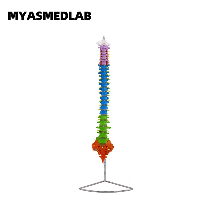

80cm Natural Large Colored Human Spine Model, 1:1 Adult Spine Colored Zoning, Cervical and Lumbar Spine Skeleton