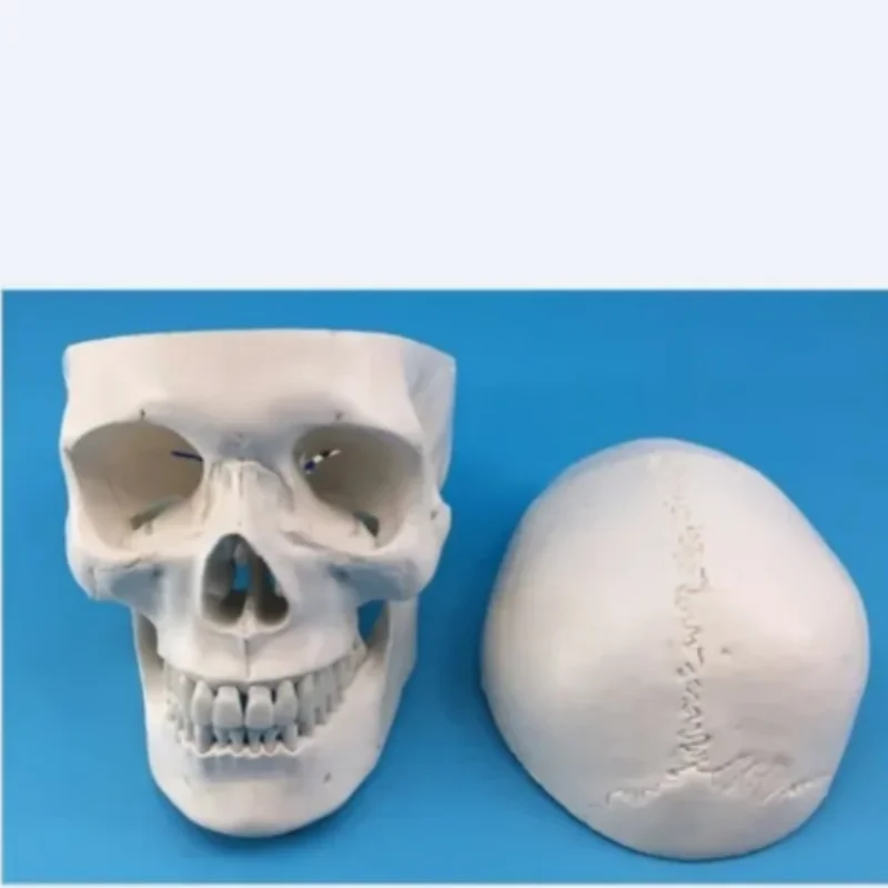 Human Pure White Skull Model Skull Model Skull Bone Model Skull Specimen 1: 1 Medical Simulation Skull