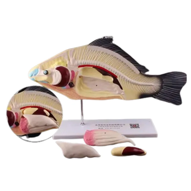 

Fish Anatomical Model Removable Internal Animal Organs Biology Medical Teaching Demonstration Aids Anatomy Model