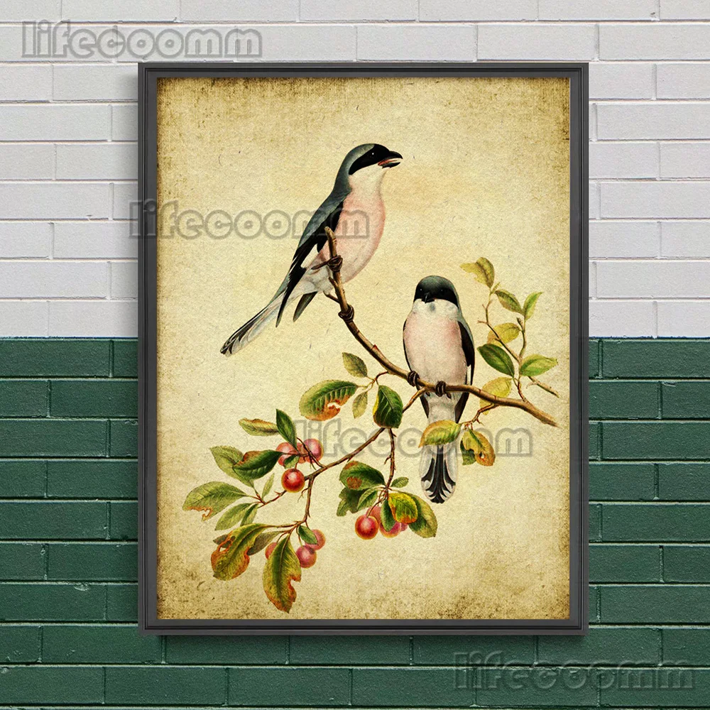 Pied Flycatcher Bird And Nuthatch Bird,Vintage Wall Art Print,Siskin Bird And Rose Breasted Shrike Bird,Art Poster Print Decor