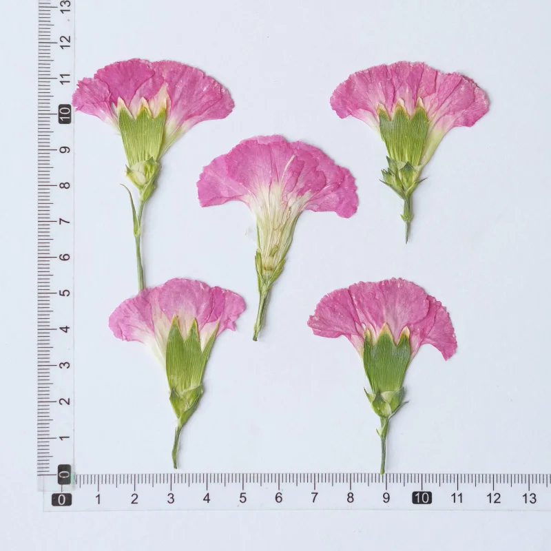 12pcs/4-7cm,Carnation dried flowers branches,pressed flower DIY drop glue phone case wedding bookmark real flower photo frames