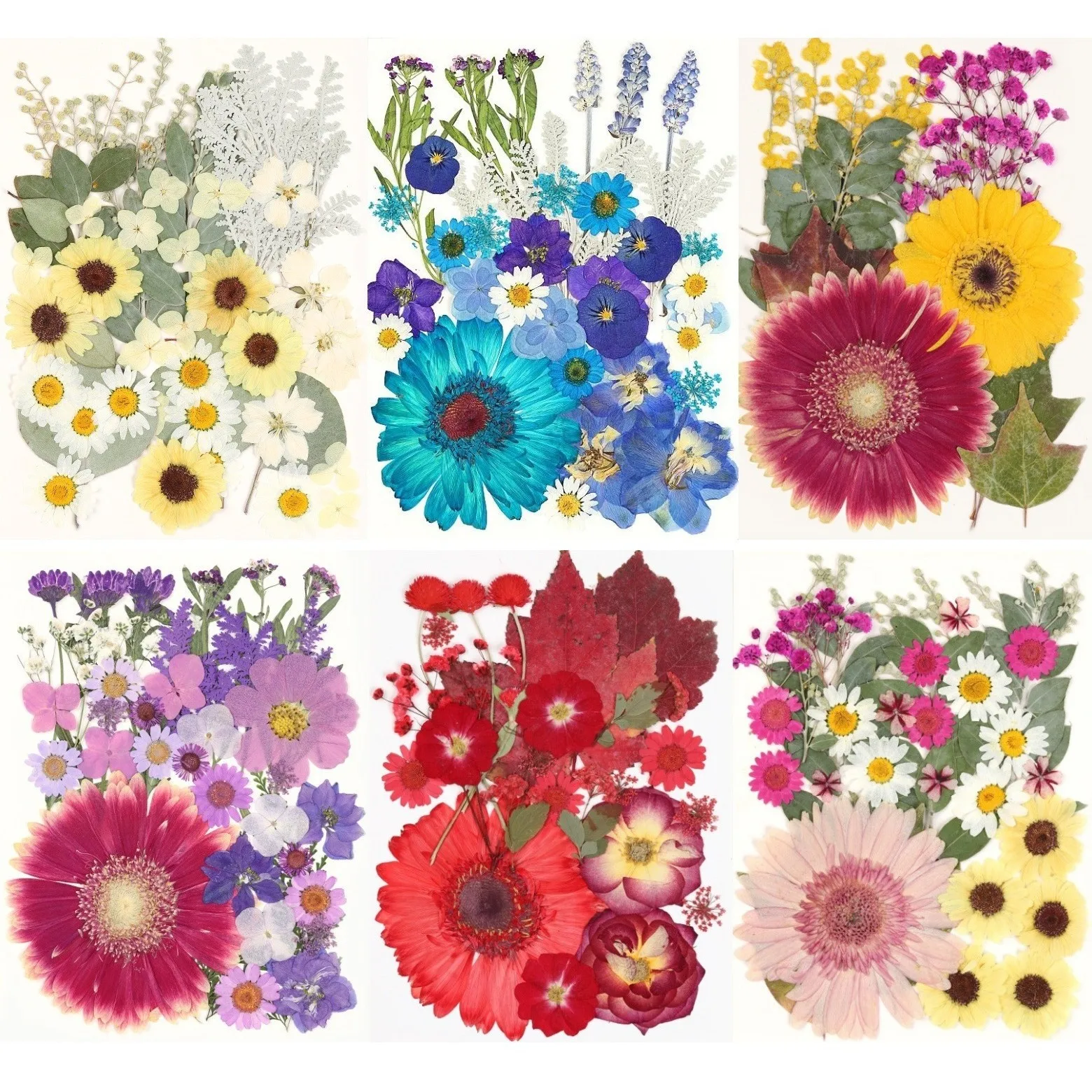 

African Chrysanthemum Combination Plant Specimen Holiday Gift DIY Photo Frame Postcard Bookmark Dried Flower Embossing Material Package