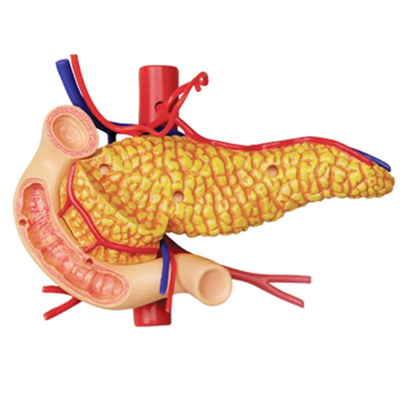 AT16 Medical-Torso Human Body Model Removable Parts Education Organs Model for Teaching Study Class Students(Stomach)