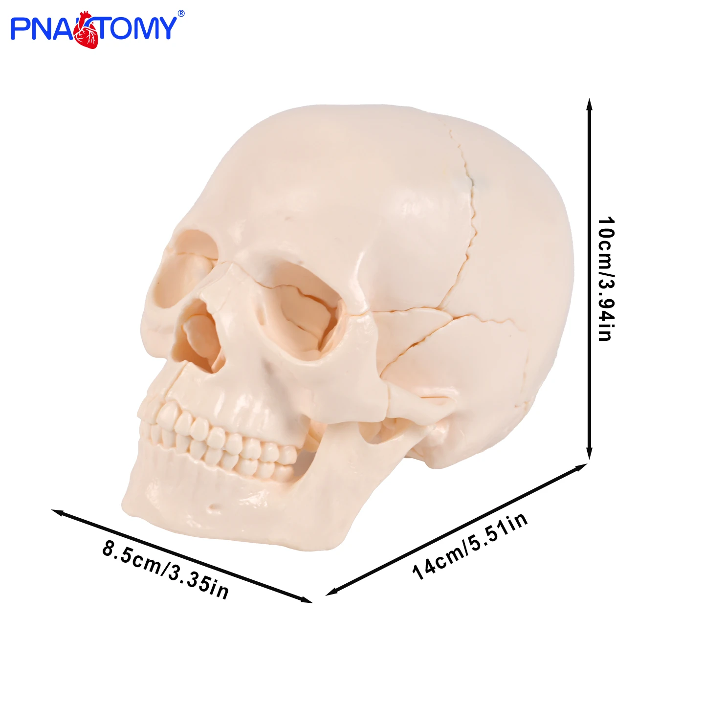 

Reduced size white skull model 15 parts detachable Skull Skeleton Model Anatomical Tool Dental Educational Equipment