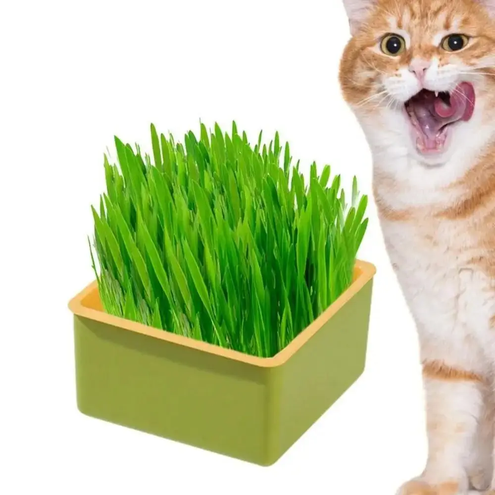 4 Styles Catgrass Planting Bowls Hydroponic Layered Cat Grass Growing Kit Convenient Multifunctional Nursery Tray Cat Mint