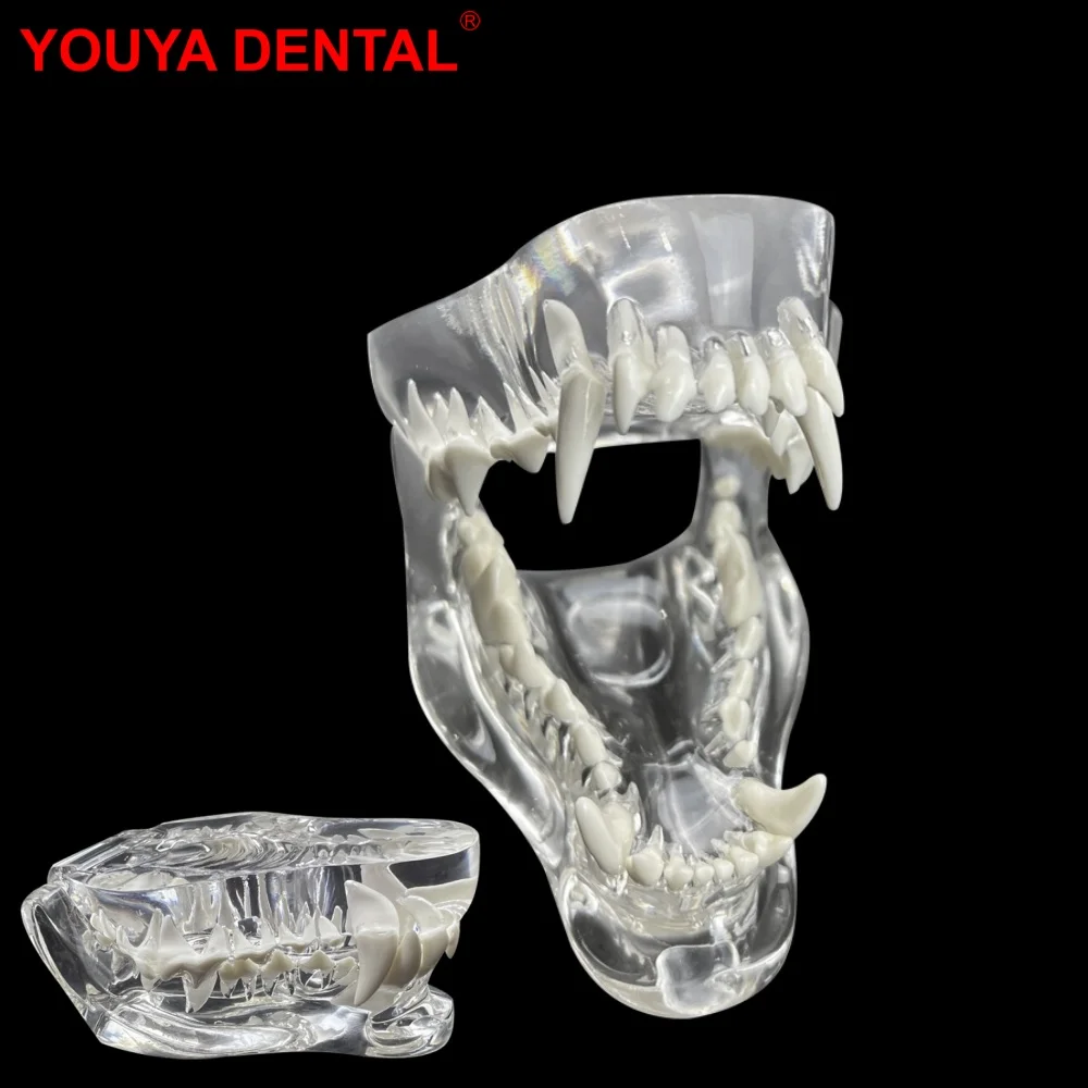 Dog Teeth Dental Model Transparent Dentistry Animal Pet Resin Canine Dog Teeth Model For Teaching Education Veterinary Studying