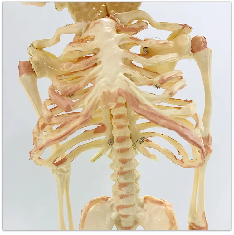 Imagem -04 - Livre Ship37cm Humano Cabeça Dupla Crânio do Bebê Esqueleto Anatomia Cérebro Exibição Estudo Ensino Anatômico Modelo Dia das Bruxas Barra Ornamento