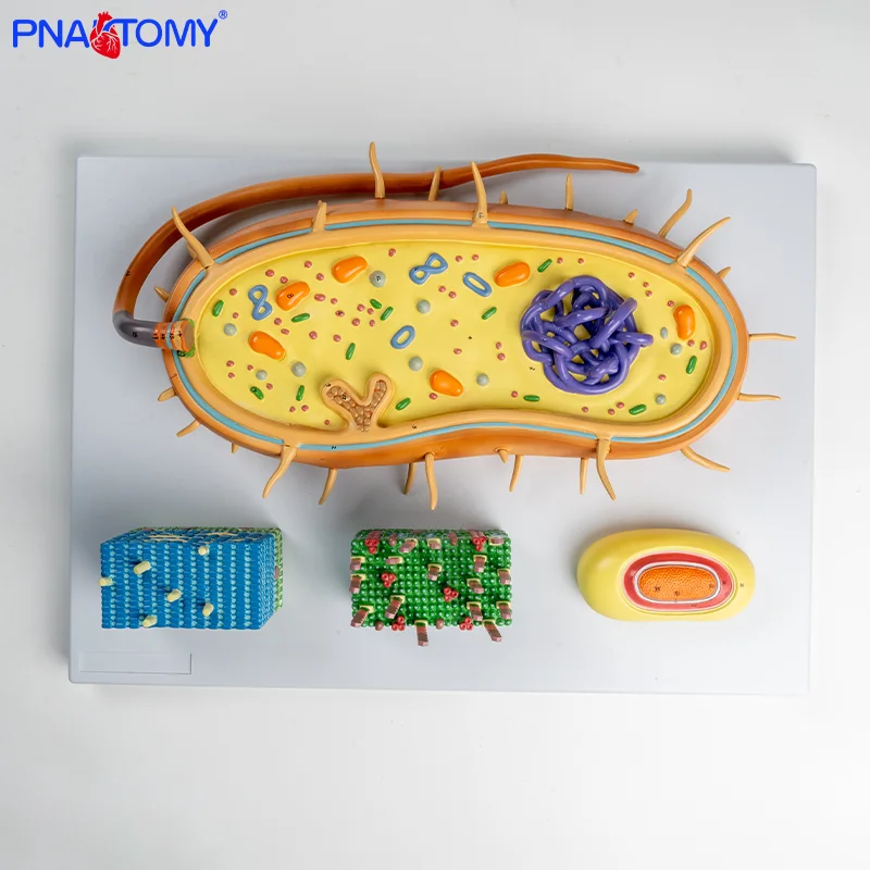 

Enlarged Bacterial Cell Nucleus Model Chromosomes Biological Flagella Medical Teaching Spore Models