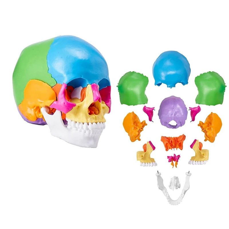 Human Skull Model, Life-Size Painted Anatomy Skull Model, PVC Anatomical Skull