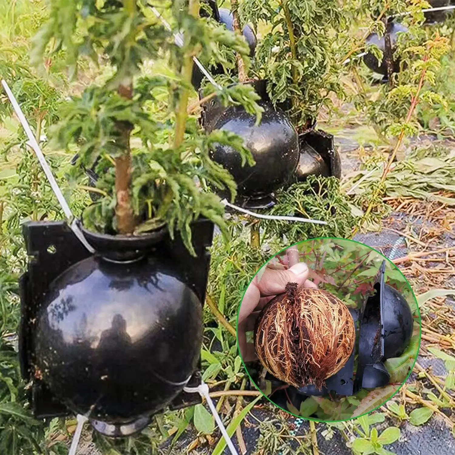 Bolas de enraizamento de árvore, bolas de enxerto, caixa de alta pressão para cortes, propagação asessual, caixa de enraizamento, ferramentas de jardinagem reutilizáveis