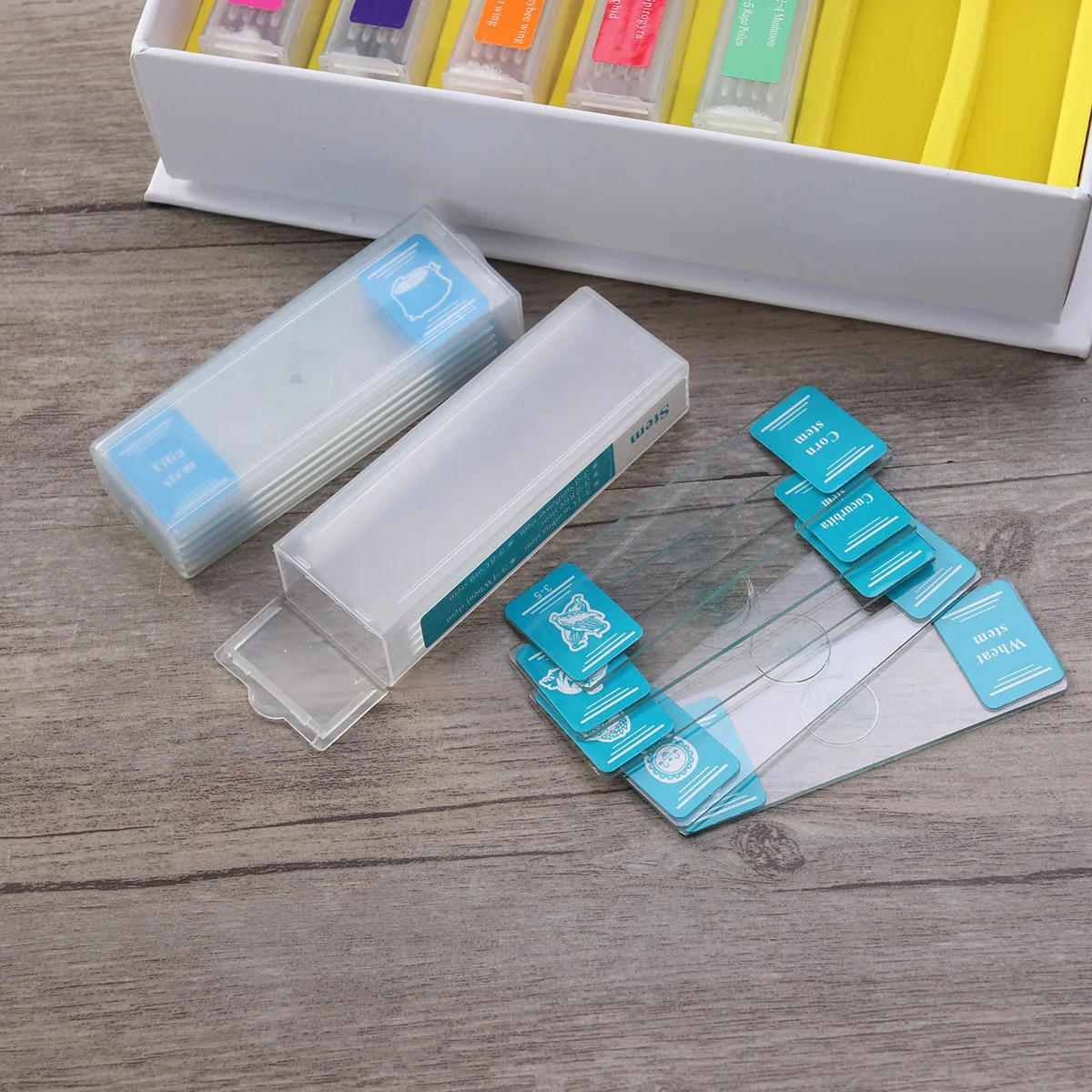 

35pcs Biological Microscope Slide Specimen Kit 7 Types Cell Vegetables Tissue Insect Wing Stem Leg Verfluent Science Education