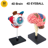 4D Eyeball 4D Human Brain Model Anatomical Model Teaching Med Model with Display  Artery Brain DIY Teaching Anatomy Model