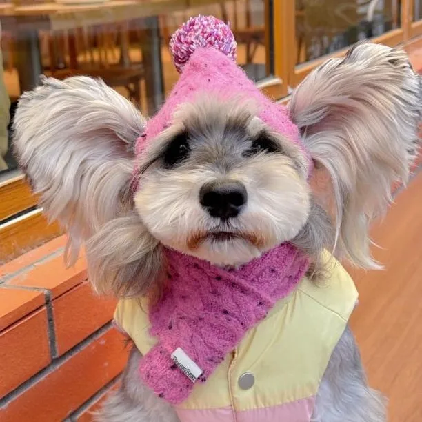 

Winter New Cute Woolen Pet Knitted Hat Cold Warm Dog Hats Scarf Set Cats Puppies Bichon Schnauzer Maltese Dog Accessories