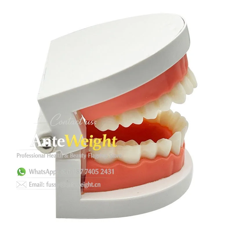 

Export Quality Dental Teeth Model, Standard Teaching Practice for Kids Brushing | Kindergarten Oral Care & Health Education Aid