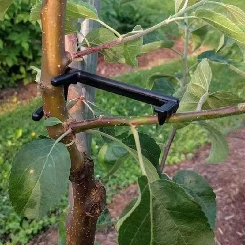 Imagem -05 - Filial Espalhadores Planta Traine Haste Extrator de Ramo de Árvore de Frutas Máquina de Amarração Ferramentas Agrícolas Nova Árvore de Ameixa Ângulo Aberto Puxar