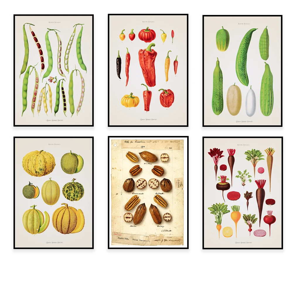 Pecans, plantas de colho, calabaza, calabaza, cebolla, pimientos, raíz de verduras, frijoles, calabaza, impresión botánica retro, cartel de cocina