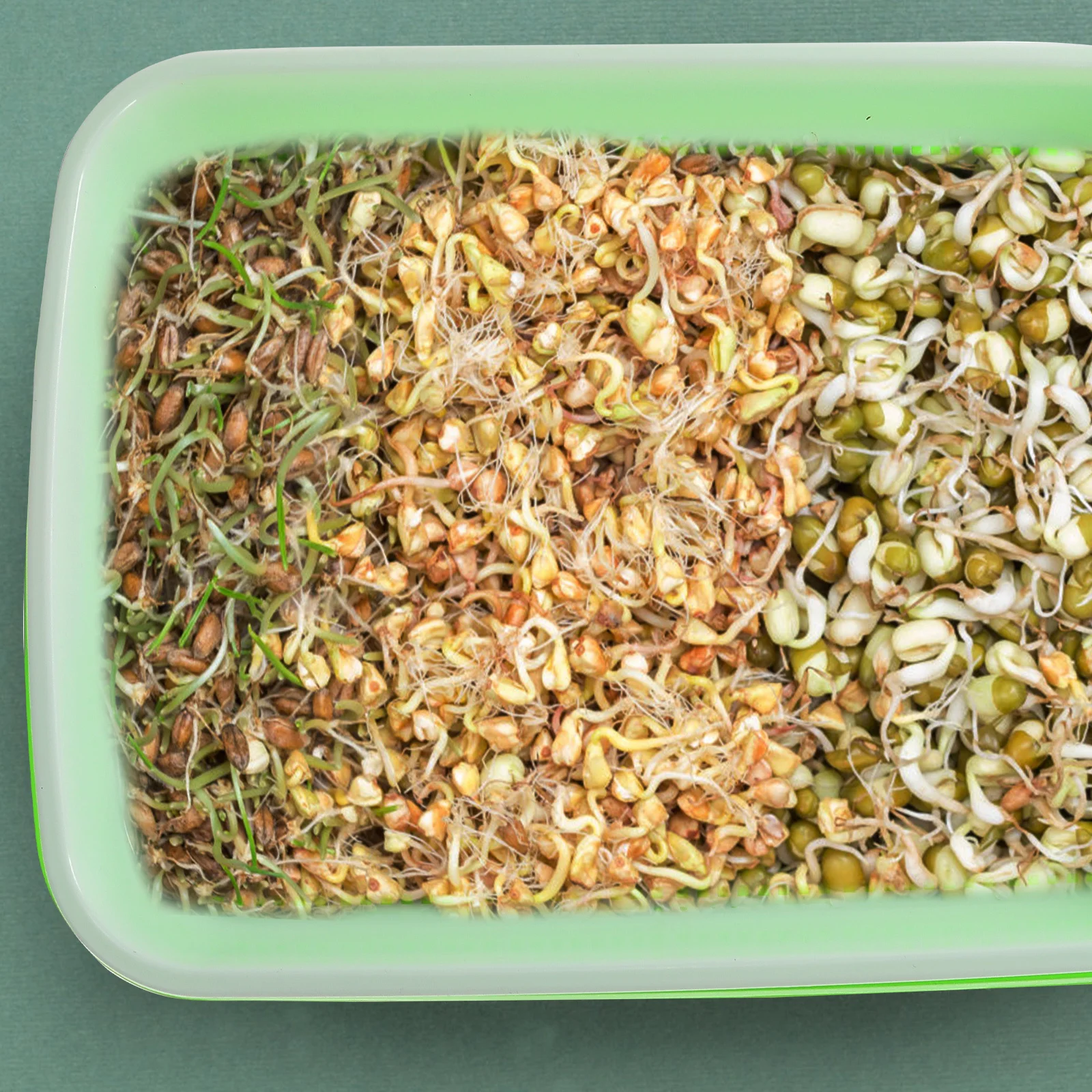 

1Set Seedlings Tray Gardening Nursing Plastic Durable Microgreens Growing Tray for Germination Sprouter Nursery Planting