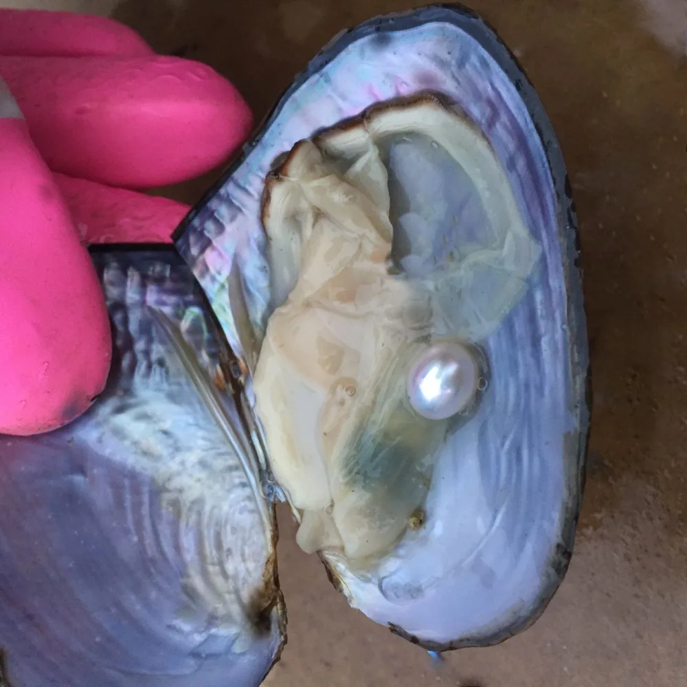 Perla ostra concha de mejillón Real con perlas ovaladas de 6-8 MM en el interior, paquete de vacío, blanco, rosa, Morado, cuentas de Color aleatorio