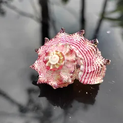 Natural Conch Hokkaido Scallops,Golden Silk Taro Snails,Pink Snail Snails,Purple Mouth,Creative Ornaments,Collection Specimens