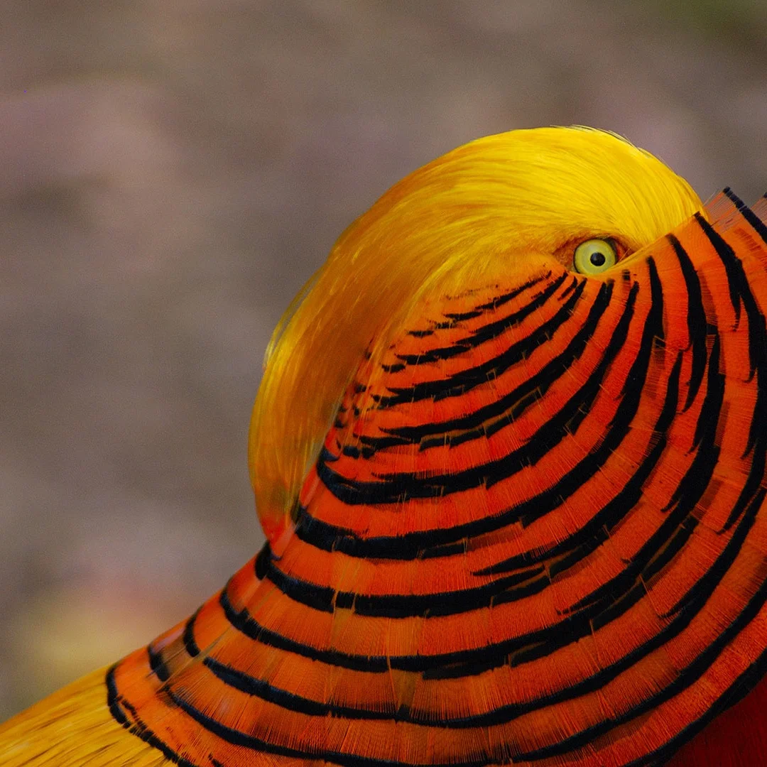 

A Car Digital Cluster Dashboard For Ford F150 Raptor 2009 2010 2011-2014 Virtual Instrument Speedometer Cockpit