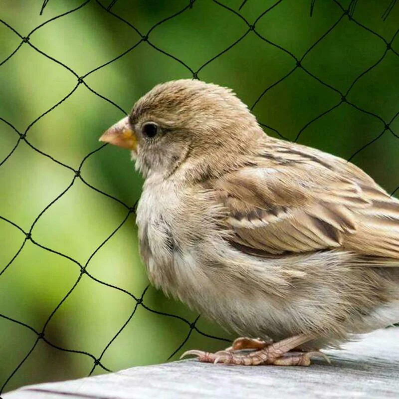 Siatka ochronna przeciw ptakom Siatka ochronna przeciw ptakom Owoce Warzywa Ogród Farma Sad Podwórko Roślina Drzewo Zapobiega siatce osłonowej