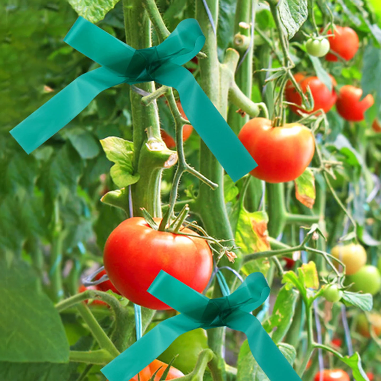 Garden Plant Branch Tie Ribbon Pvc Garden Grafting Stretch Tie Ribbon Strength And Toughness Binding Ribbon For Vegetables