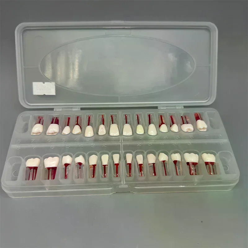 28 قطعة/المجموعة الأسنان اللبية نموذج لشكل الأسنان كامل الفم قناة الجذر ممارسة دراسة نموذج إندو كتلة الأسنان التدريب #4