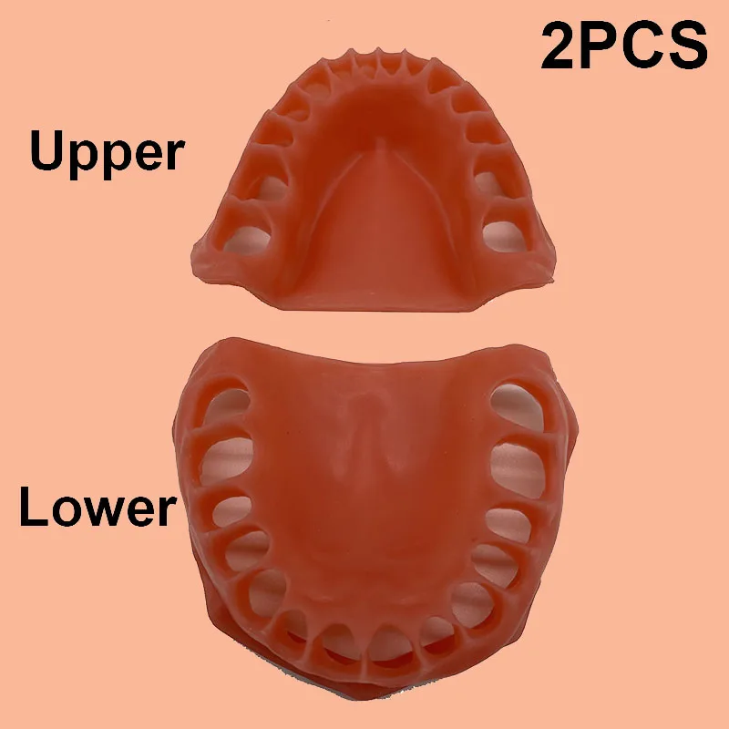 

Dentisit Student Learning Teaching Dental Model Upper/Lower Simulated Gums