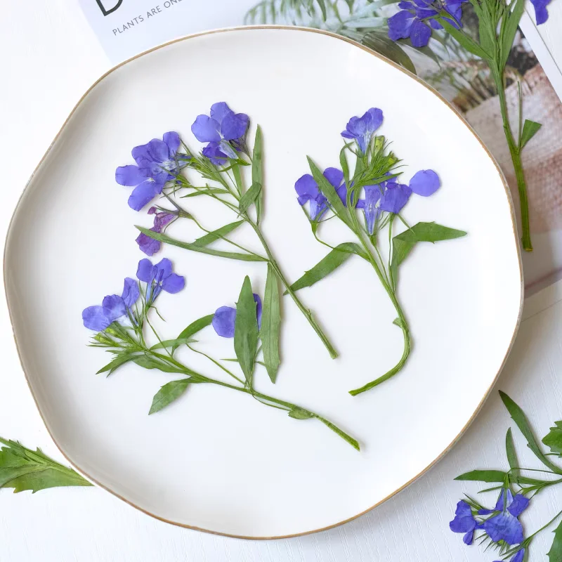 60pcs 누르면 말린 Lobelia erinus Th - Pressed Flower Frame 리뷰 및 가격