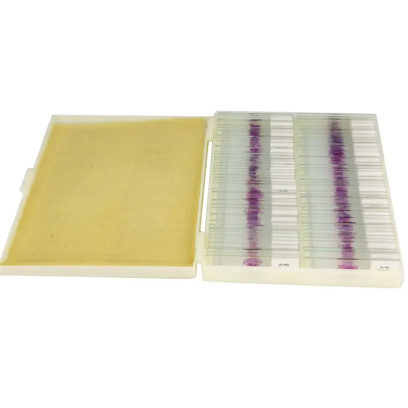 100PCS Human Pathology Slices Medical Teaching Slides Specimen HE Stained Education Gift