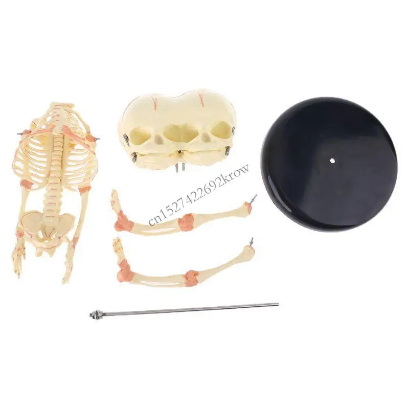 

R9CB Human Baby Deformed for Head Skull Research Model Skeleton Anatomical Anatomy Teaching Display