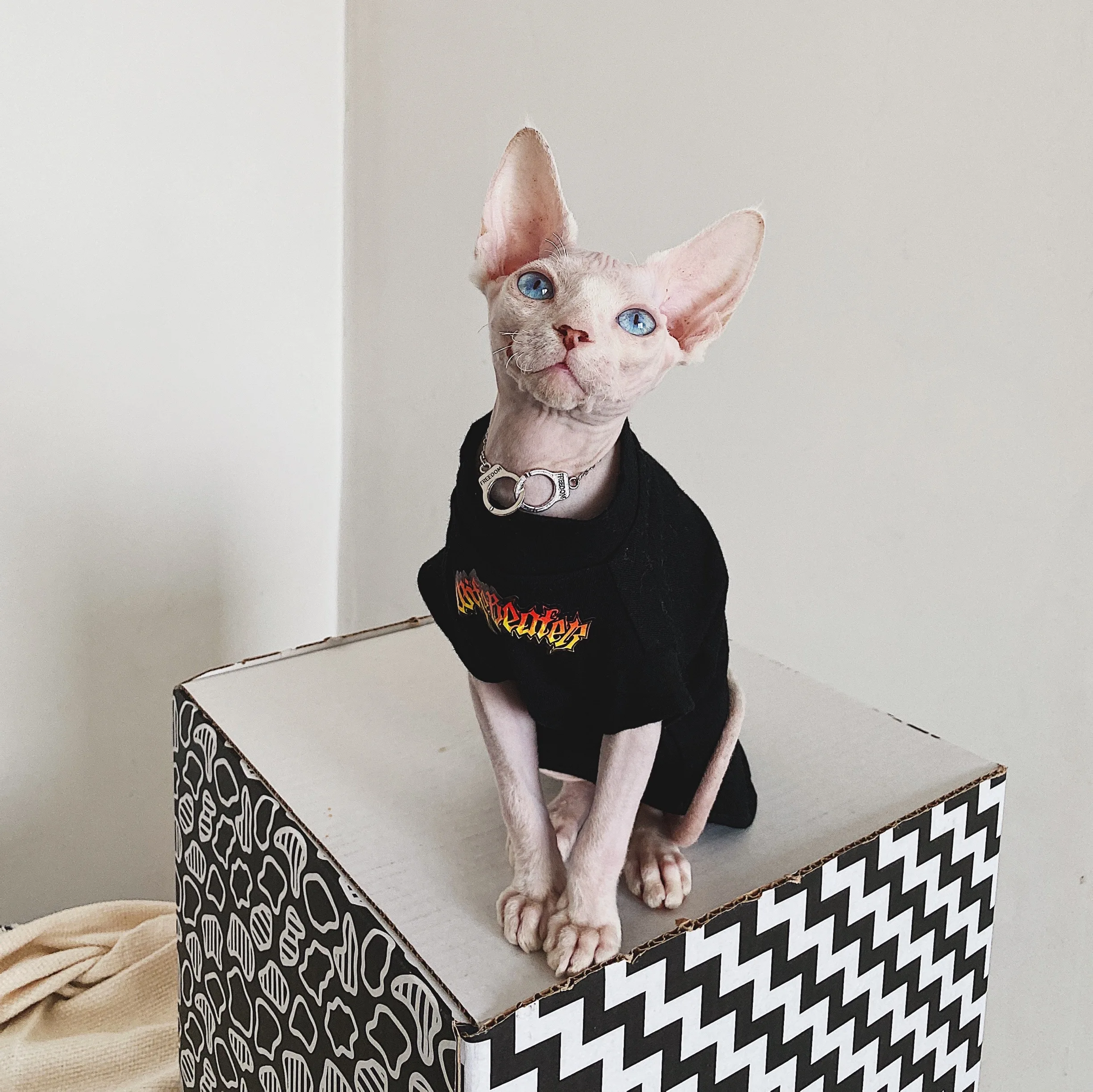 Cat Clothing Spring Summer Cotton shirt for Sphynx Fashion Black Short Sleeves Coat for Cats Dogs Cartoon Jumpsuit For Devon Rex