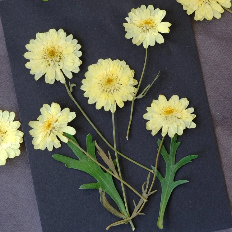 9-10cm/12PCS,nature Wax yellow chrysanthemum branches,pressed flower DIY drip glue bookmark coasters plant phote frame gift card