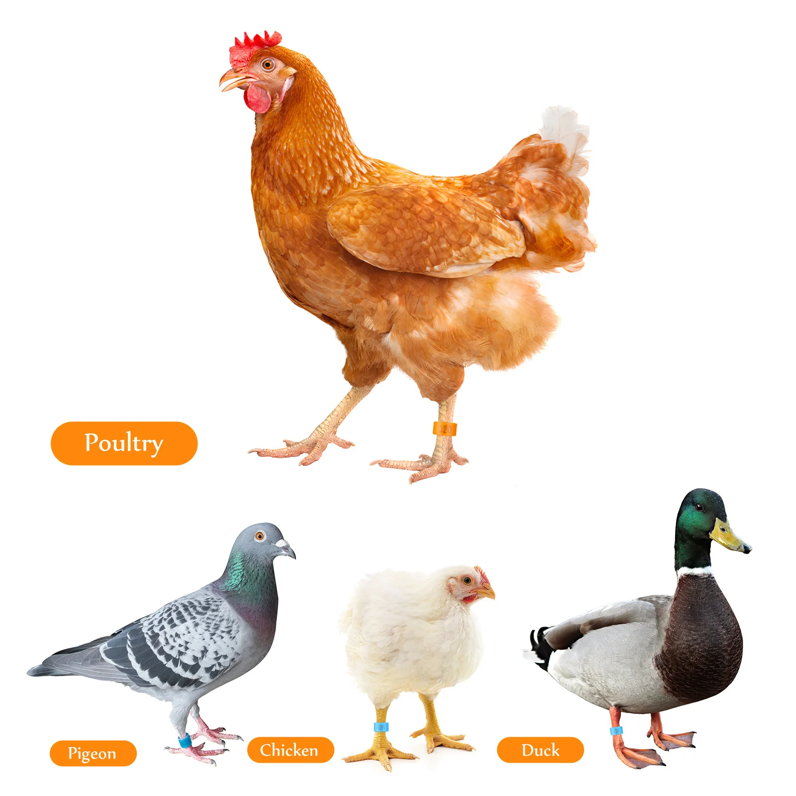 

200Pcs Chicken Leg Bands Numbered Lightweight ABS Clip-on Poultry Foot Rings for Birds Pigeons Chicken Leg Bands