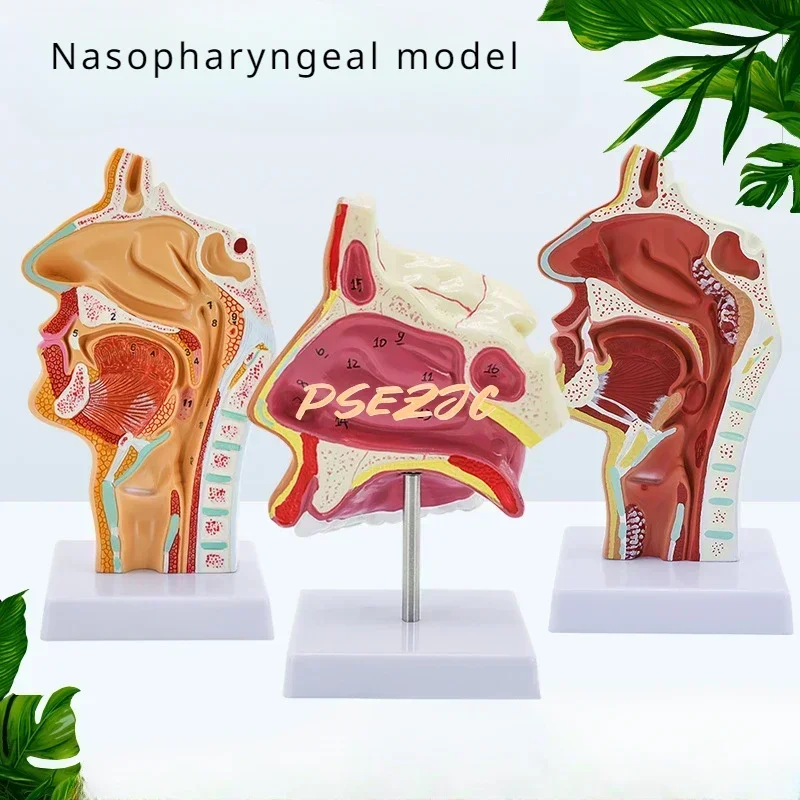 PVC Medical Human Nasal Cavity Anatomy Model for Otolaryngology Teaching  Supplies