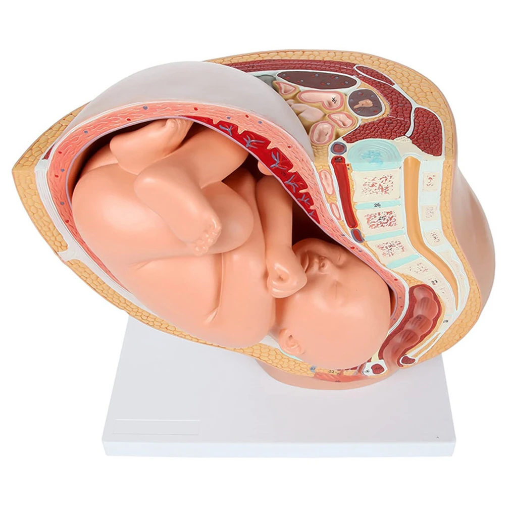 Mini Pregnancy Anatomical Models Anatomical Pregnant Human Female Pelvis with Pregnancy 9 Months Baby Fetus Model Life Size