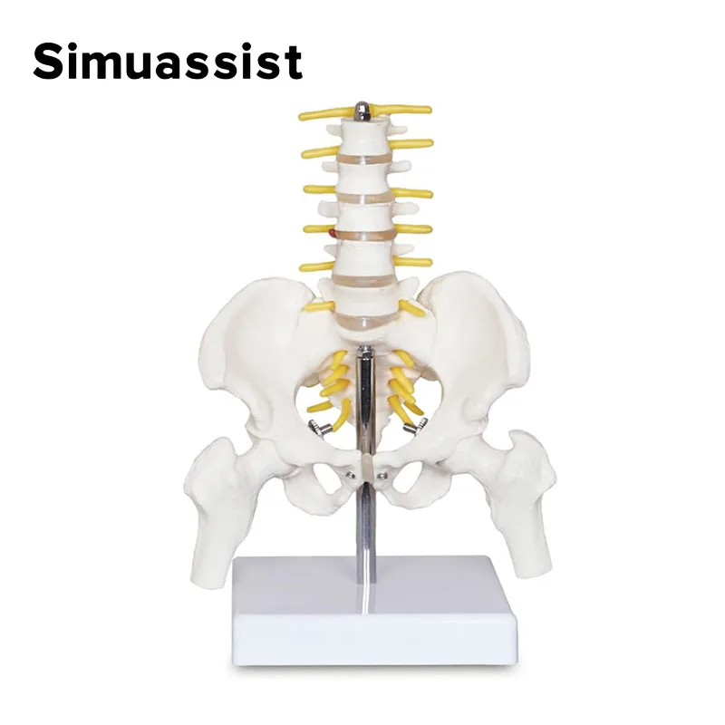 Équipement pelvien humain avec cinq vertèbres lombaires et colonne vertébrale fémur, modules de modèle de colonne vertébrale, mini anatomie