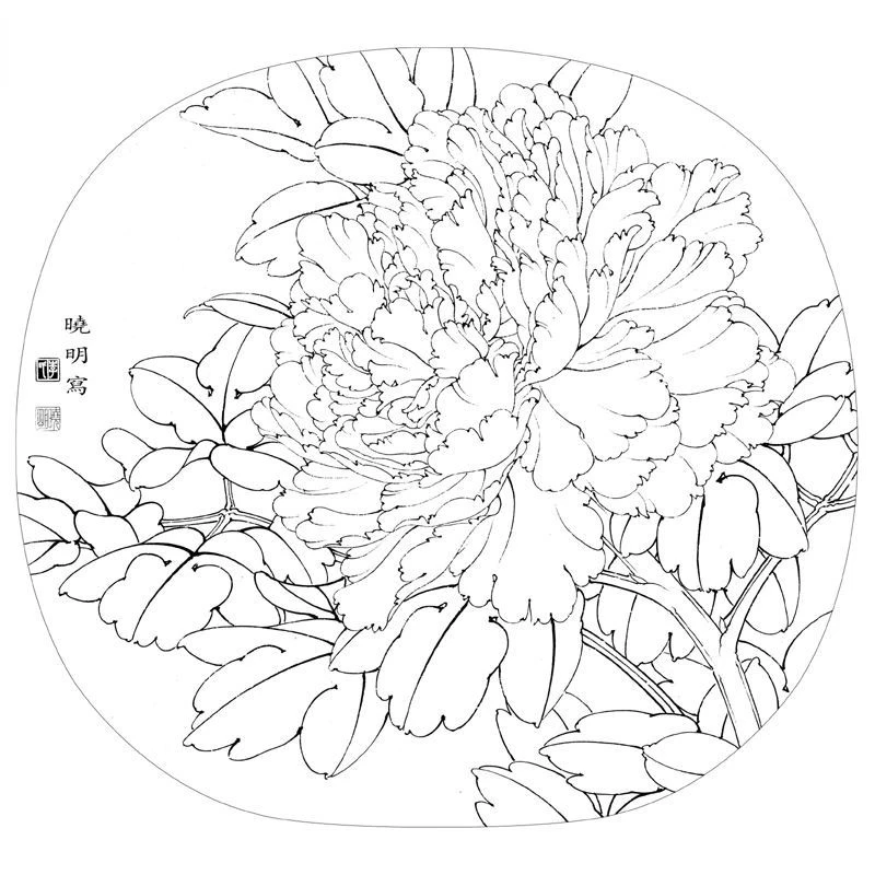Traditional Chinese Painting Peony Line Drafts Line Drawing Meticulous Painting Color Graphic Tutorial Peony Drawing Manuscripts