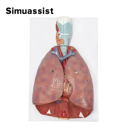 Human Larynx/Heart/Lung Anatomical Model Medical Model Pulmonary Anatomy Model Respiratory System Model Teaching Supplies