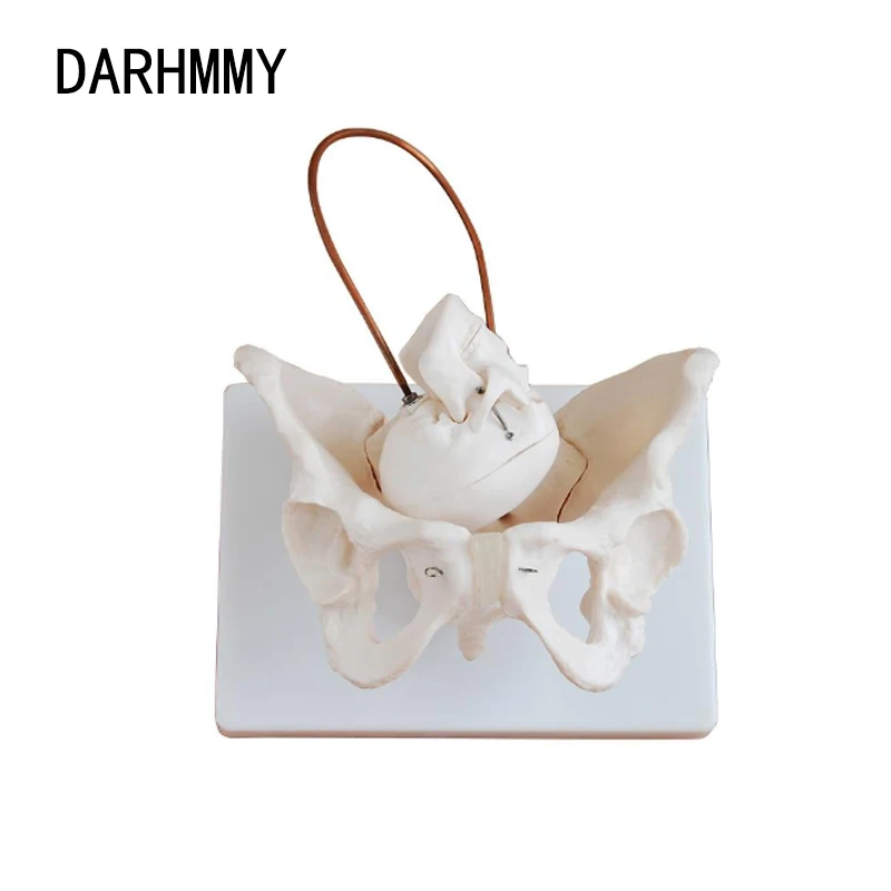 

DARHMMY Child Birth Demonstrate Model Life Size Female Pelvis Bone Medical Teaching Tool Educational Gift Pnatomy Mini Skull