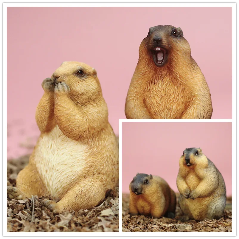 

Mr.Z Studio 1:6 Marmota Figure Sciuridae Wild Animal Model Collector Decor GK Toy Adult Gift Mini Cute Palm Accessories Tide