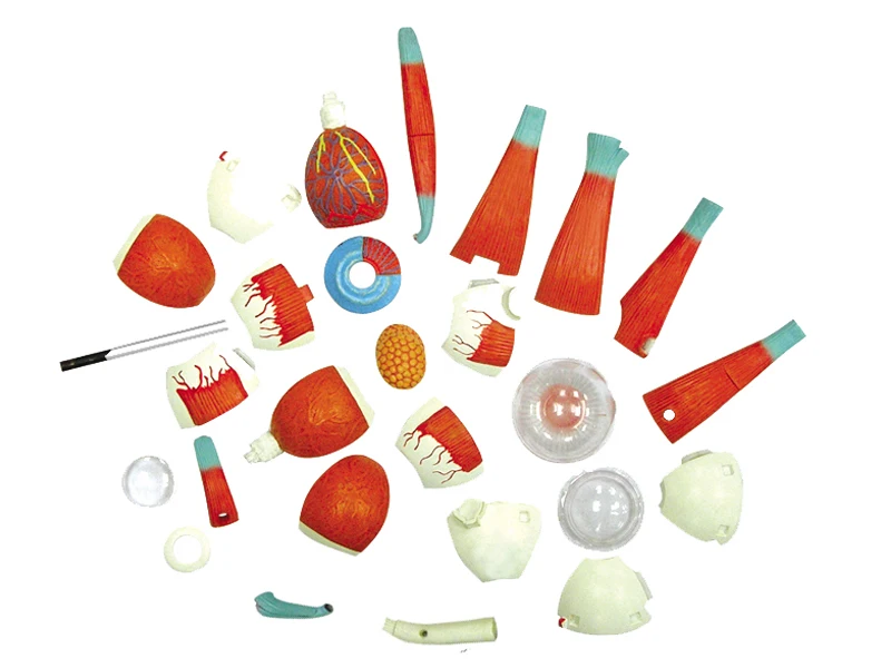 4d Master Human Eyeball Eye Anatomy Model puzzle Assembling Toy  Anatomical Medical Teaching Aid Laboratory Education Equipment