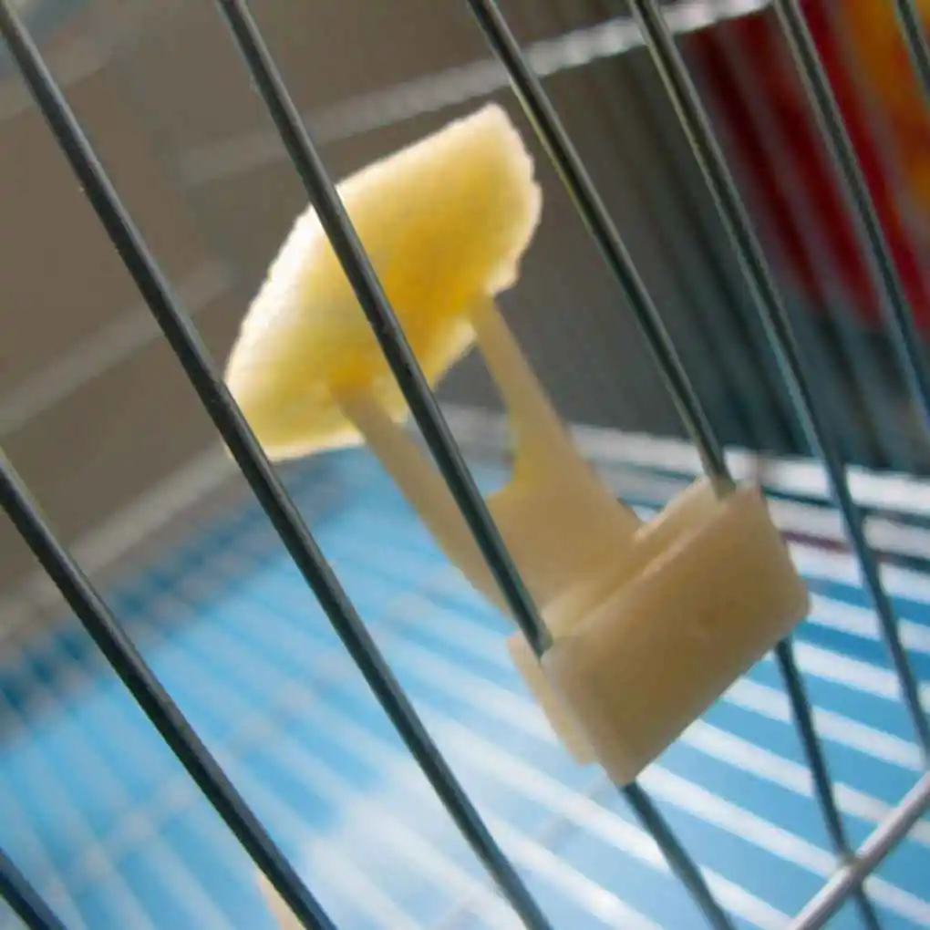 ส้อมสำหรับให้อาหารนกแก้วในกรงอุปกรณ์สำหรับสัตว์เลี้ยง