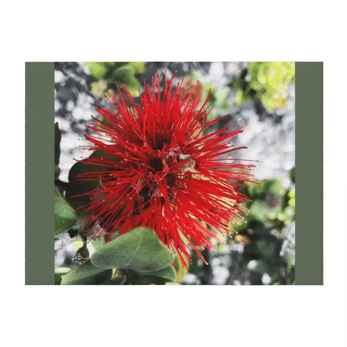 Ohia Lehua Throw Bl…