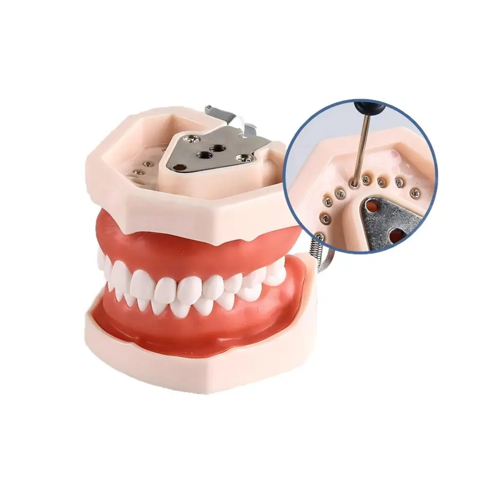 Realistic Dental Study Model 28 Screwed Removable Teeth Metal Articulator Joint for Oral Hygiene Instruction StudentPractiClinic