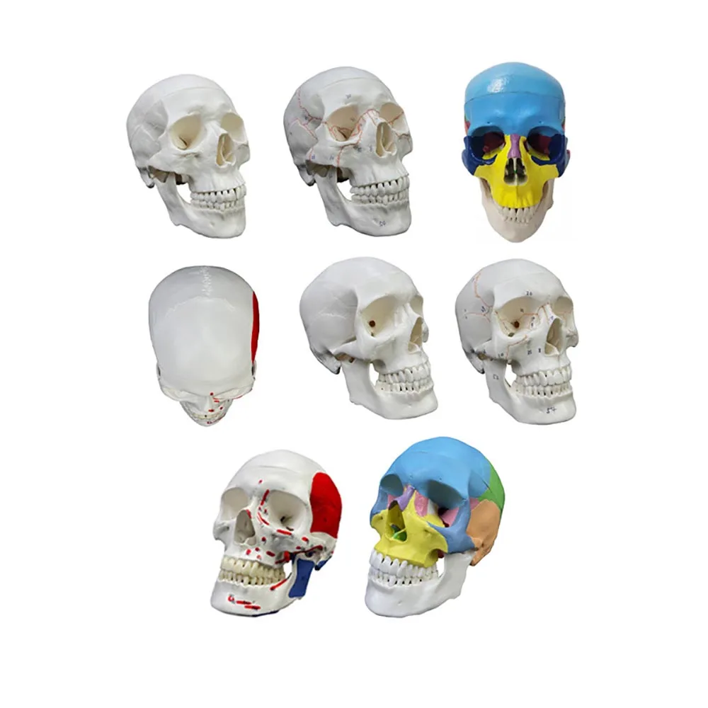 Skull Model Human Skeleton Model Teaching Head Model with Movable Chin 3 Parts 1/2 Small White Color