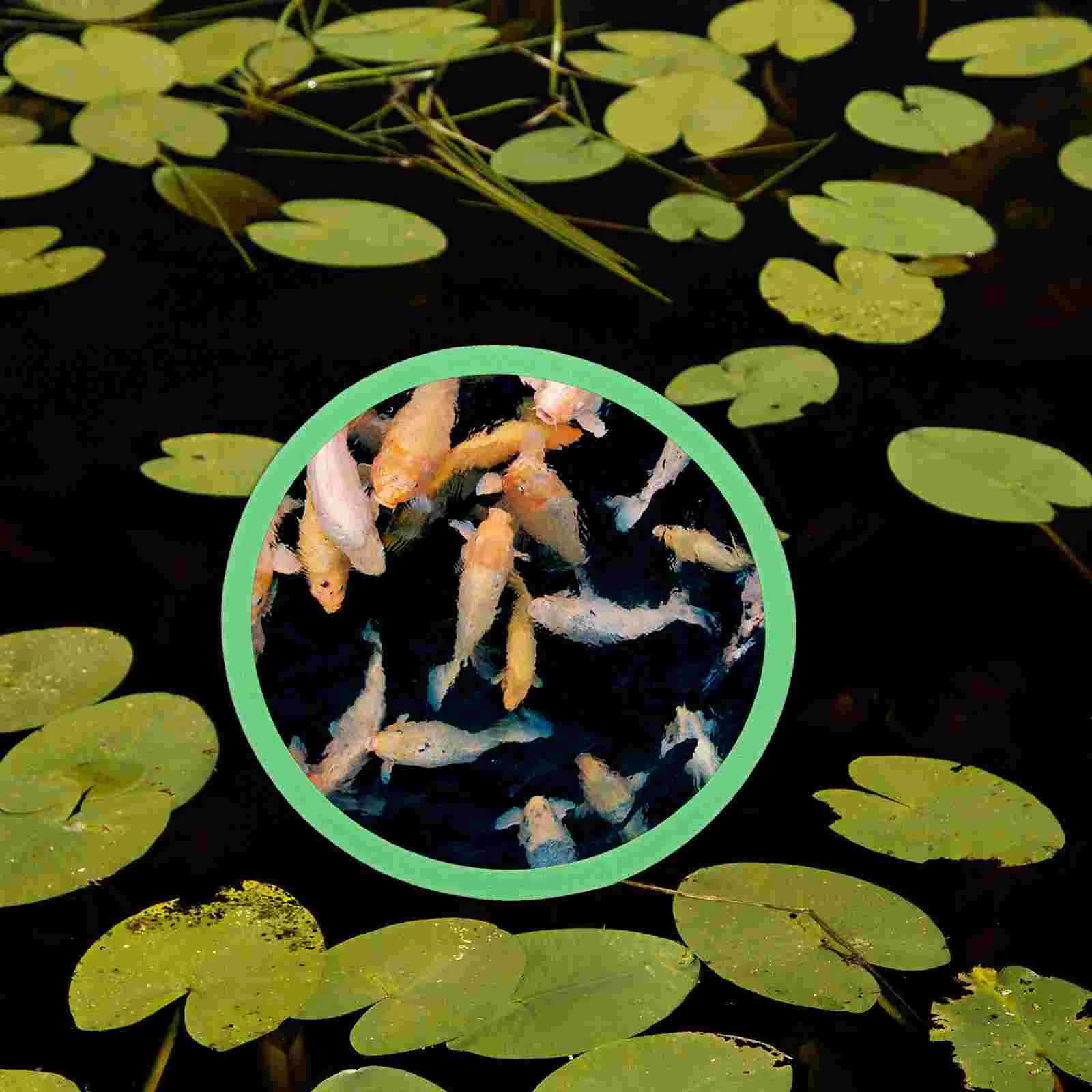 Tank Floating Duckweed Ring Plant Fence Rings Isolation Circle Fish Feed Feeding Circles