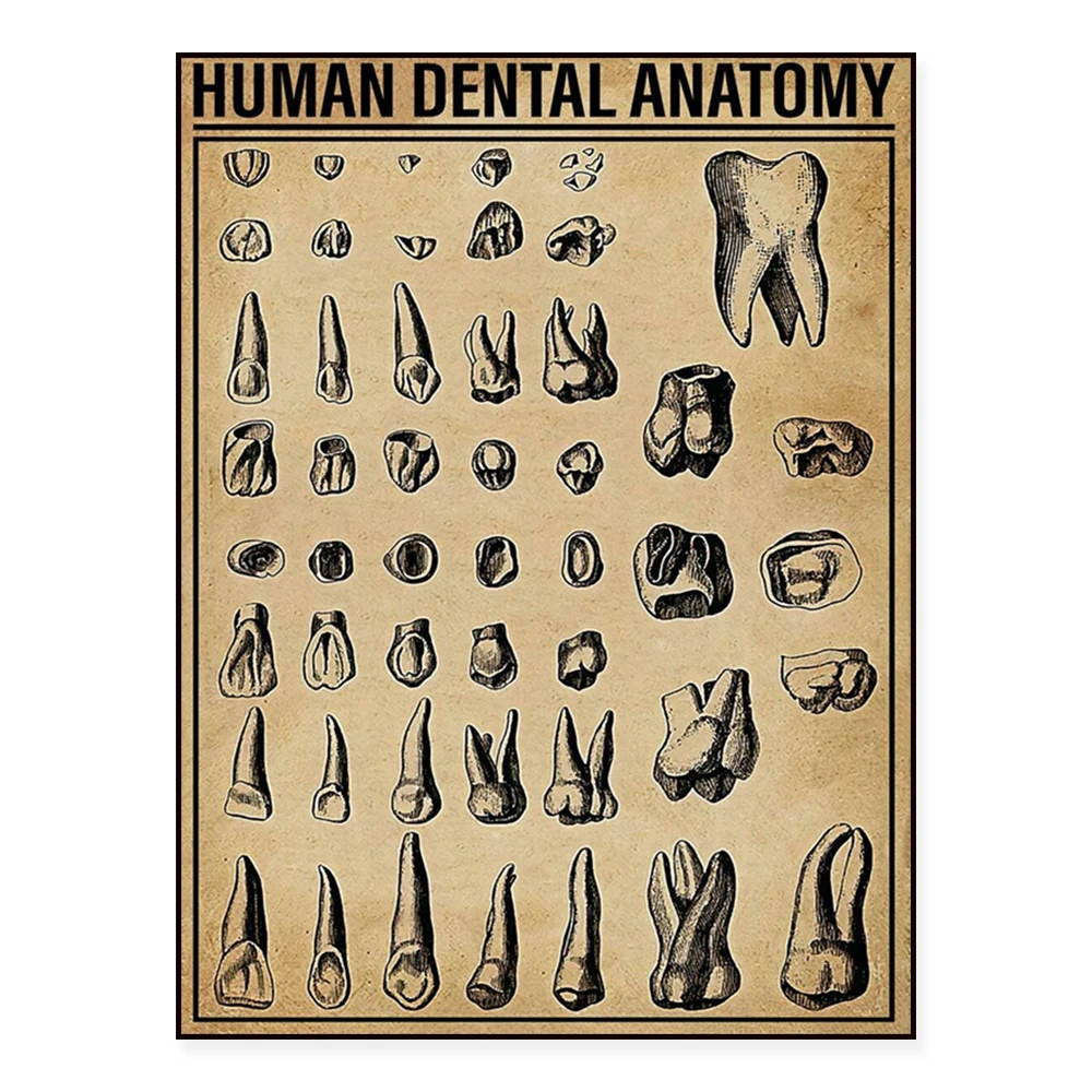 Human tooth anatomy knowledge print, dental rules printing, dental injection retro poster, dental decoration